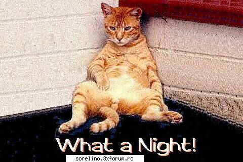 poze funny - taur - FUNNY